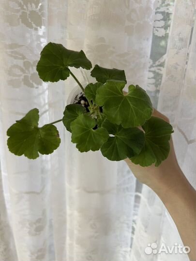 Пеларгония ив-Королева Бирмы