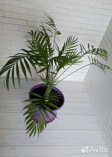 Хамедорея элеганс