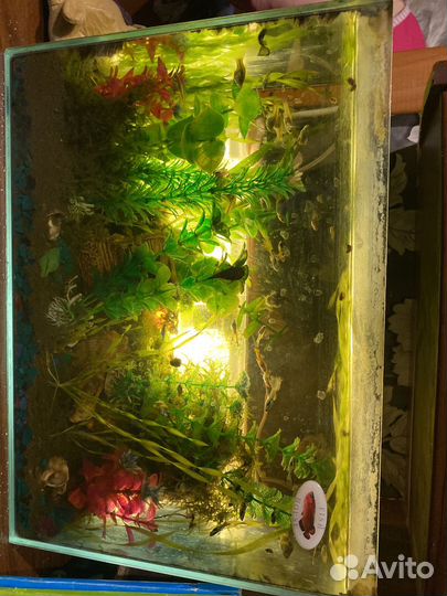 Аквариум с рыбками готовый