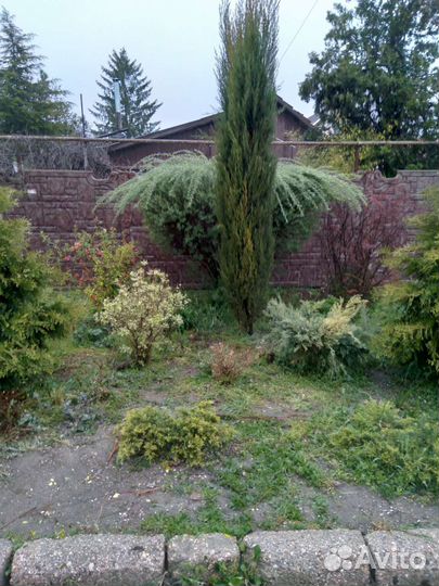 Ива французская,шаровидная(самоформирующаяся)