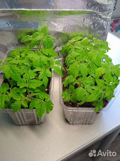 Рассада помидор