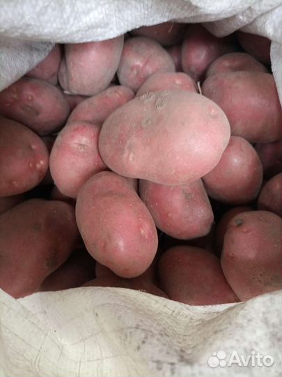 Продукты питания