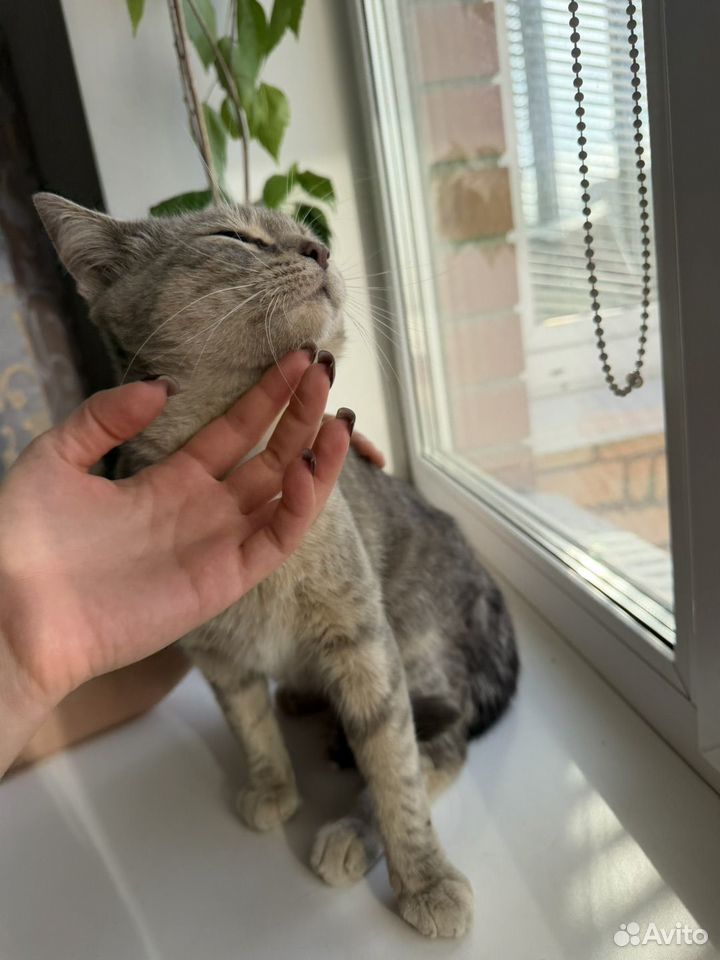 Котёнок в добрые руки, Тюмень