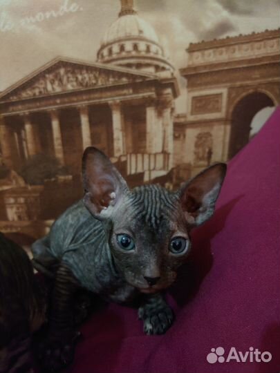 Донской сфинкс