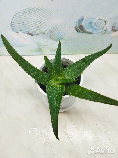 Цветок алоэ вера