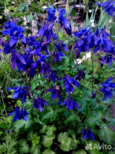 Саженцы многолетних цветов. Лютик желтый и мн.др