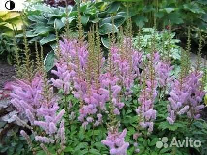 Астильба почвопокровная пумила