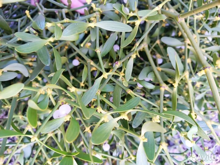 Софора Японская - Омела Белая