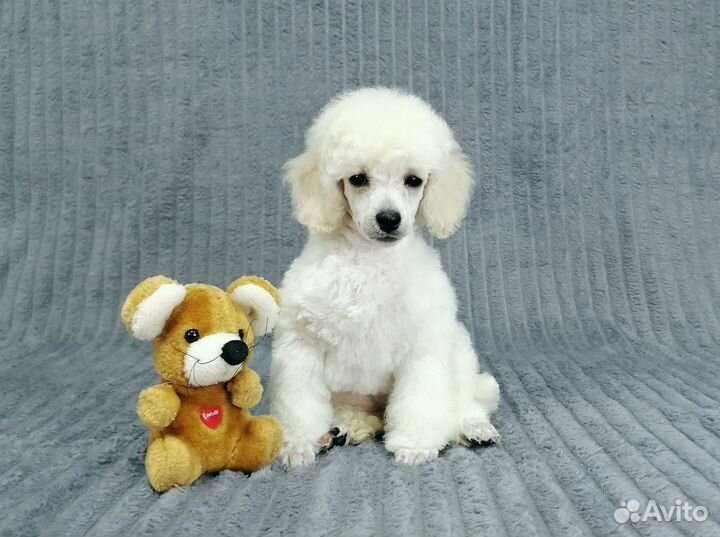 Той пудель малыши