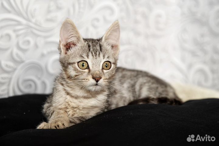 Котёночек 1,5 месяца ждёт своих родителей