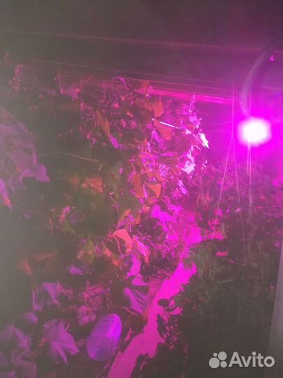 Фитосветильник, фитолампа для боксов и теплиц