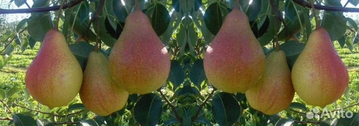 Саженцы груши Кафедральная