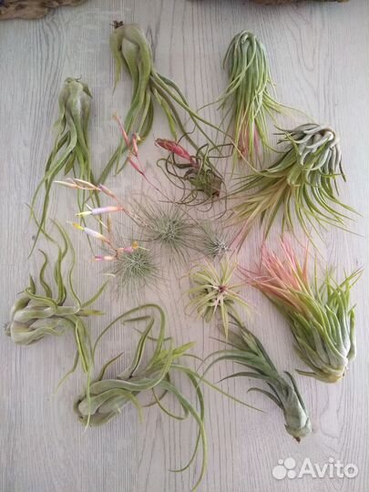 Цветущие Тилландсии (часть 4)