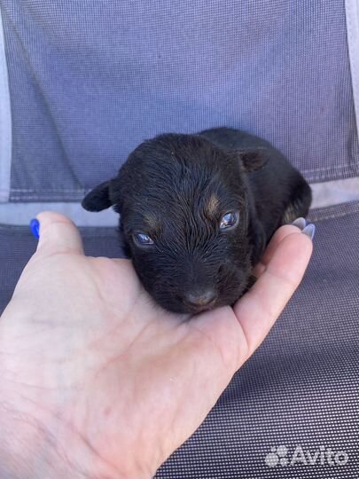 Собака в добрые руки щеноки