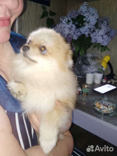 Щенок шпица