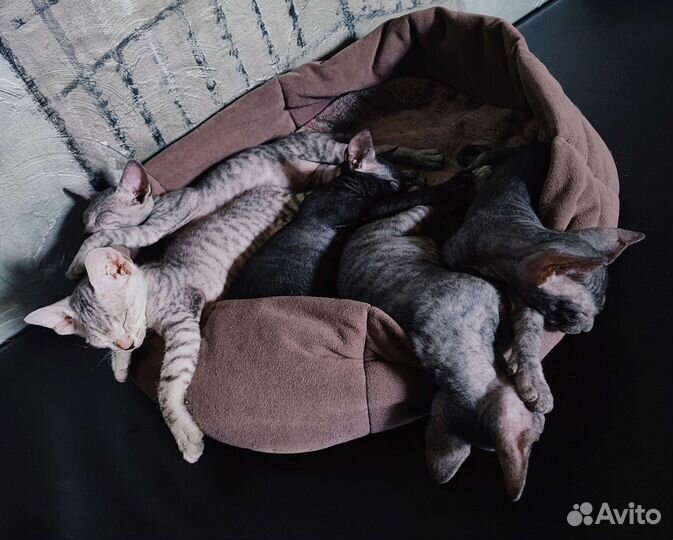 Котята Канадского сфинкса
