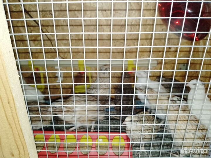 Продажа перепелов