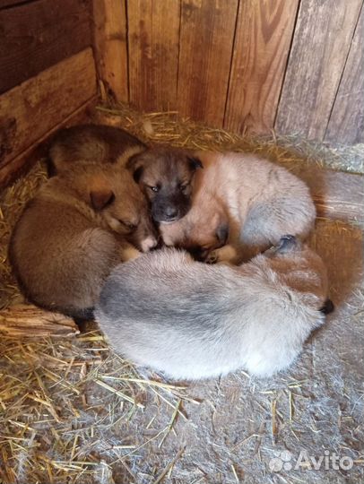 Щенки лайки зсл