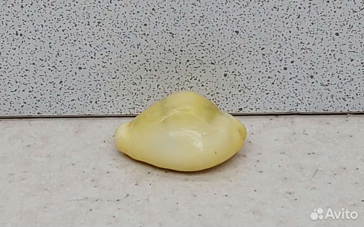 Ципрея Монета 2,9 морская ракушка раковина