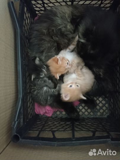 Котята в добрые руки