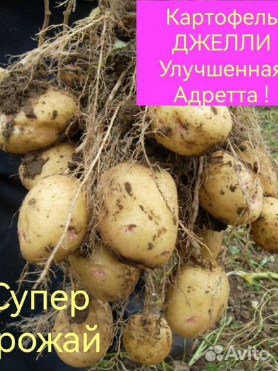 Семенной картофель