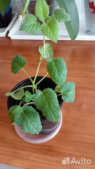 Мелисса (лимонная мята)