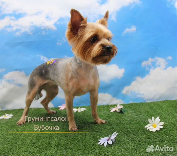 Стрижка кошек и собак. Зоосалон. Груминг