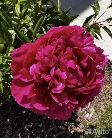 Пион сорт Испектор Лаверн