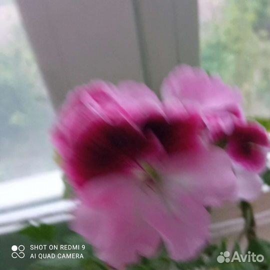 Пеларгония герань