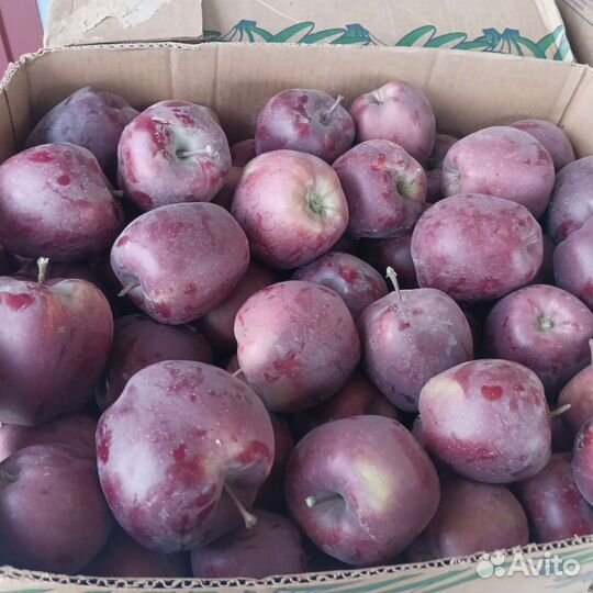 Яблоки сорт Джеромин