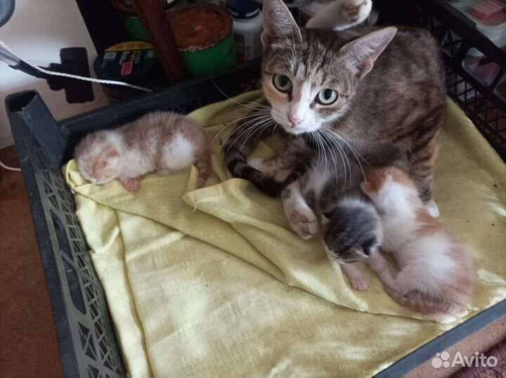 Котятки девчатки