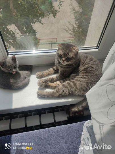 Вязка Шотландский кот