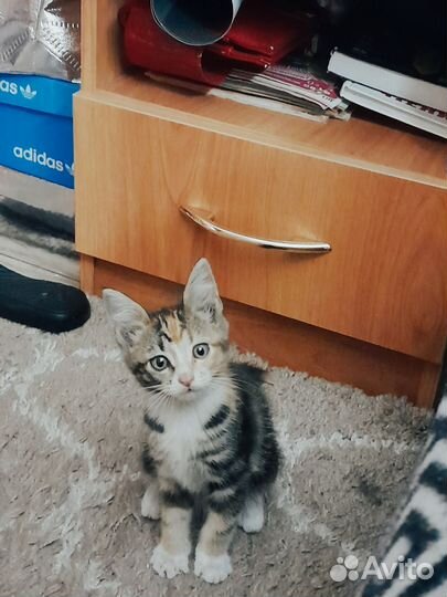 Котенок девочка) 2 мес