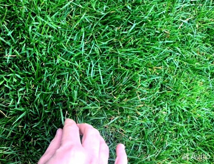 Рулонный газон