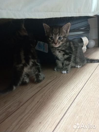 Кошка в дар