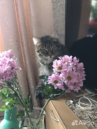 Сибирский кот