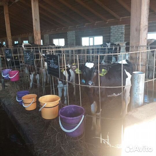 Породистые подрощенные бычки