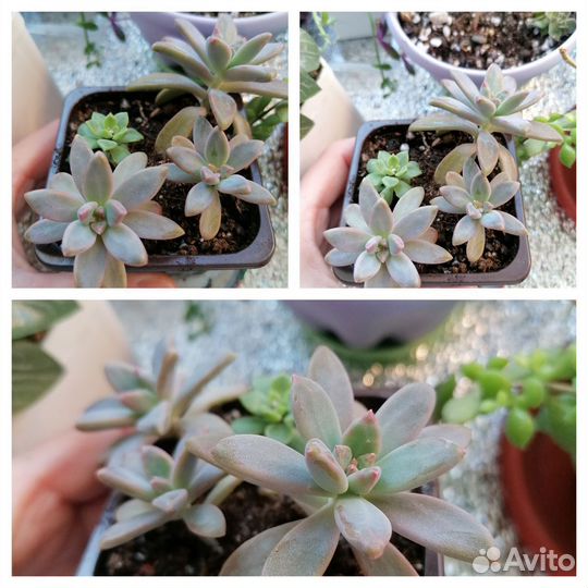 Суккуленты