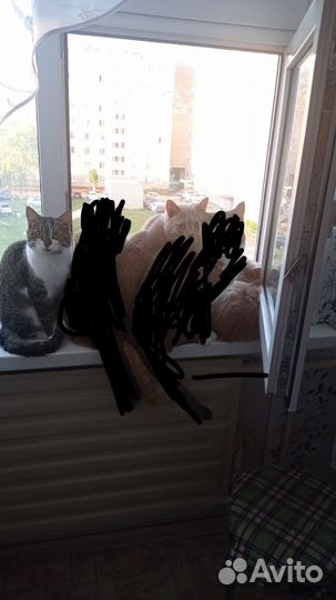 Коты и кошки