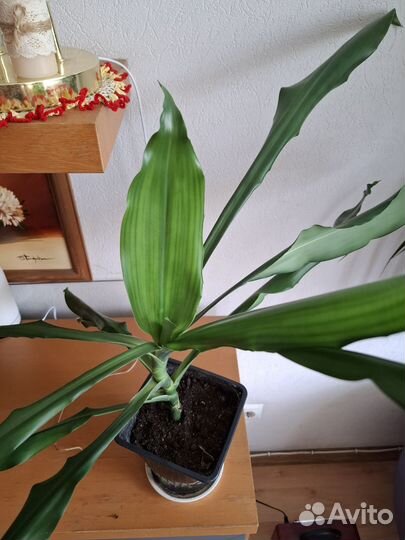 Пальма драцена