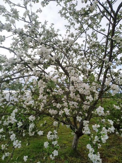 Дача 20 м² на участке 16 сот.