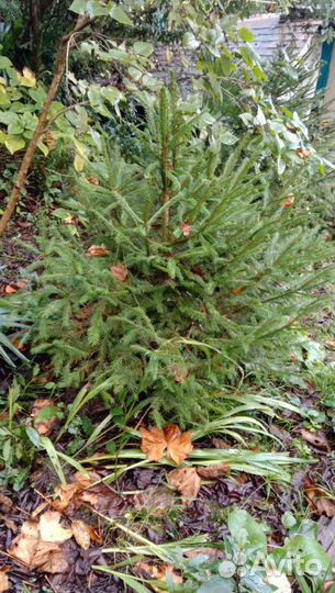 Ель новогодняя живая