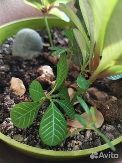 Молочай беложильчатый