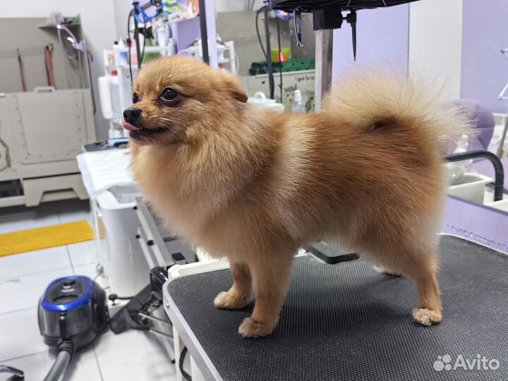 Грумер с выездом на дом