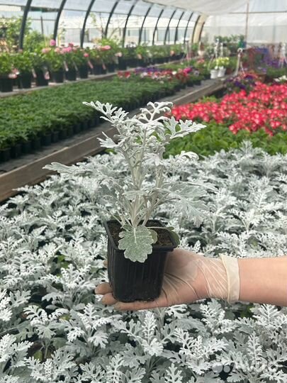 Рассада цветов