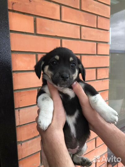 Щенок в добрые руки