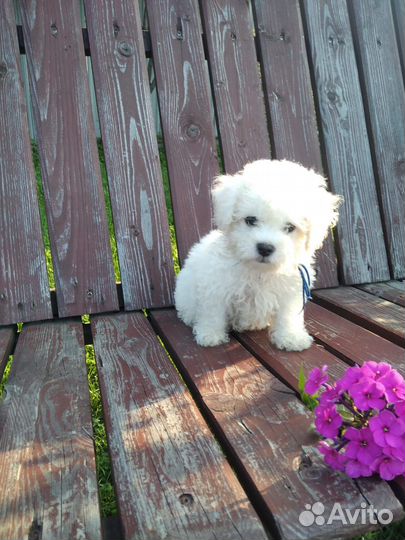 Продам щенков Бишон фризе