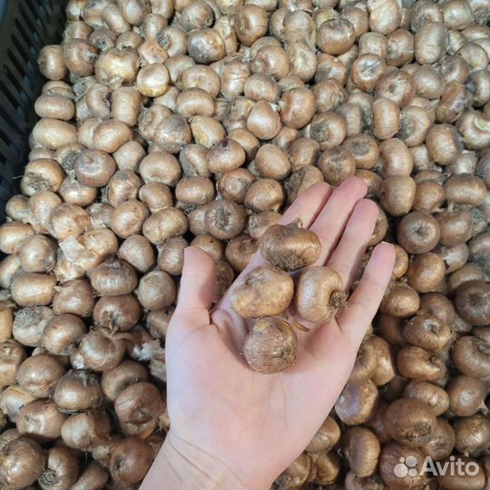 Крокус луковица Жанна Дарк