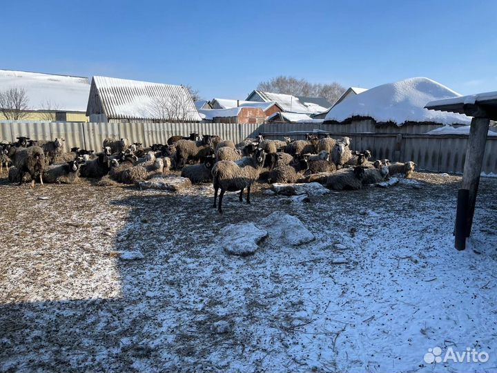 Продаются бараны