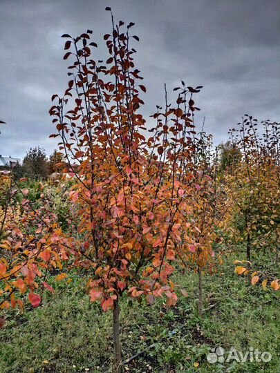 Груша Саженцы